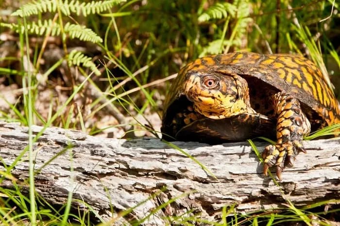 Eastern Box Turtle on a log
