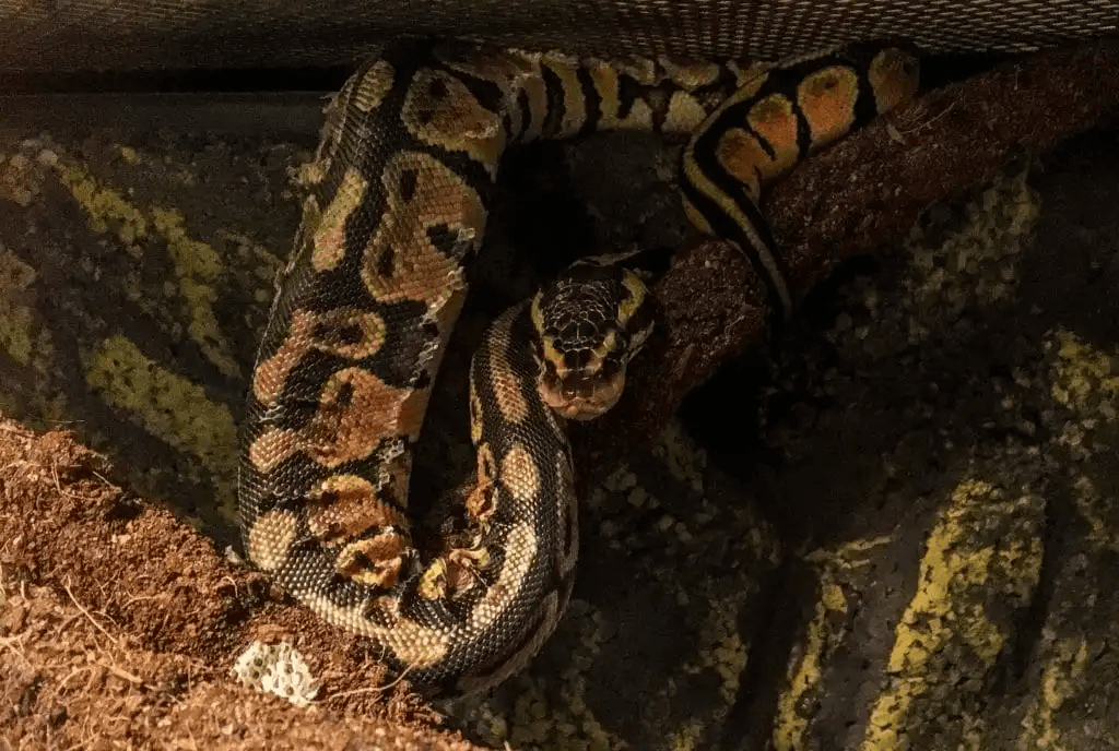 dehydrated ball python