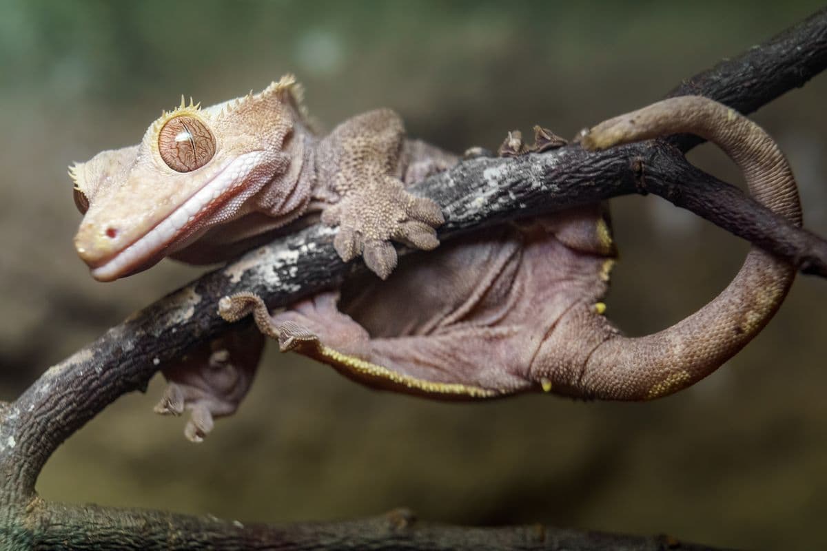 Crested Gecko hanging on a branch