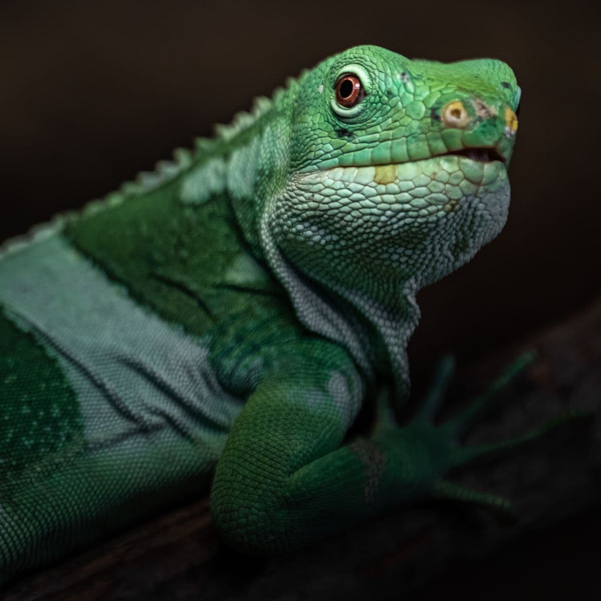 Figi banded iguana