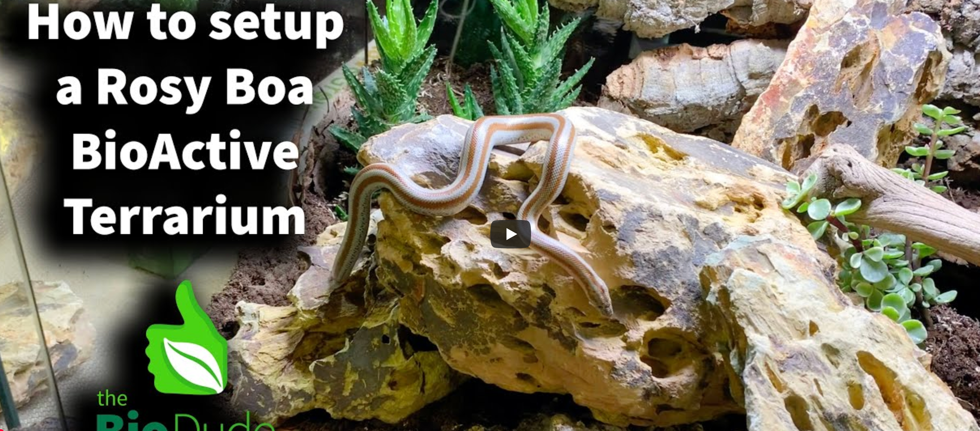 YOUTUBE – Building a Bioactive Rosy Boa Enclosure with The Bio Dude