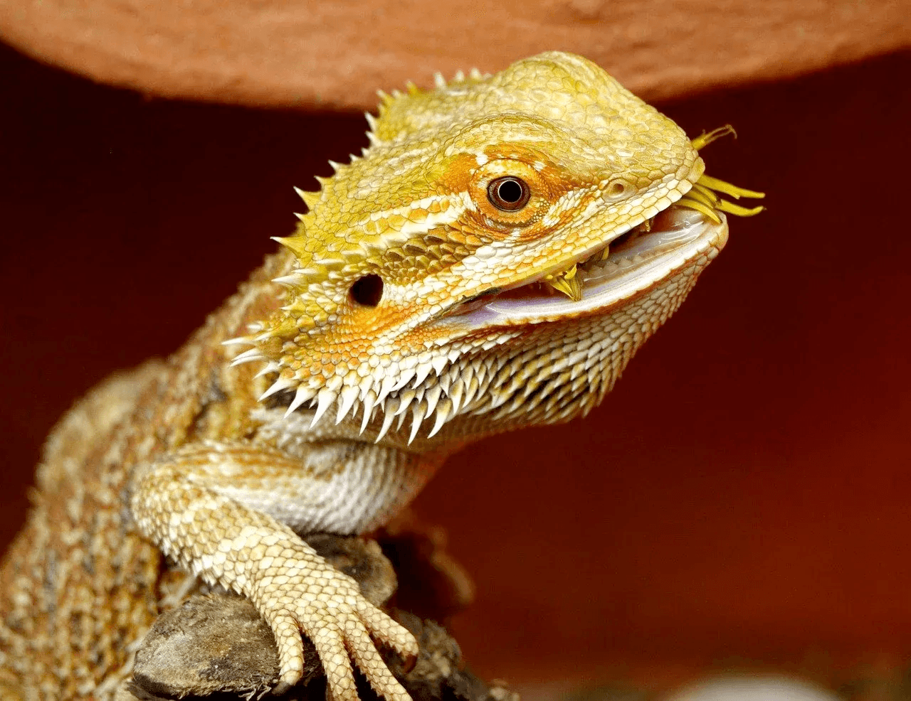 bearded dragon eating dandelion