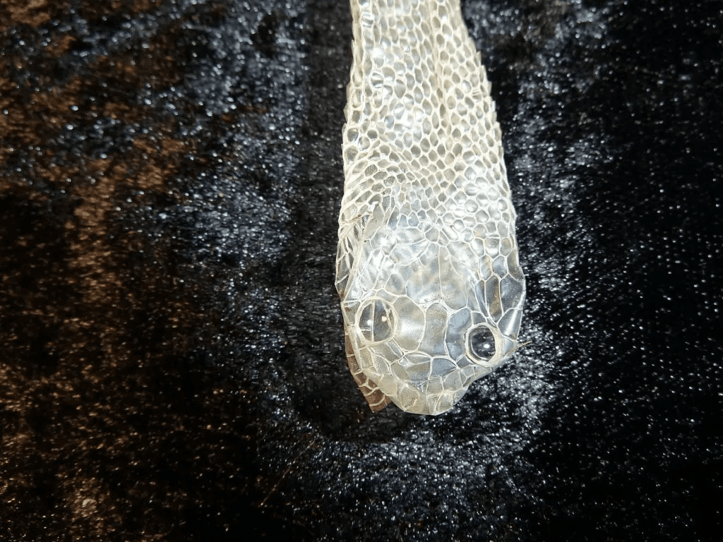 intact corn snake shed