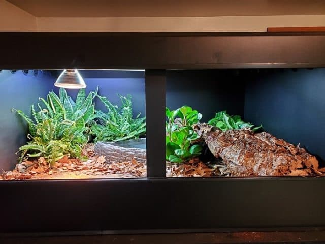 Live Plants vs Fake Plants — Which is Better for Your Reptile?