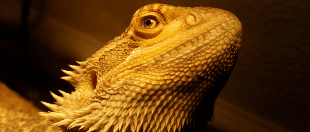 Lizard side profile