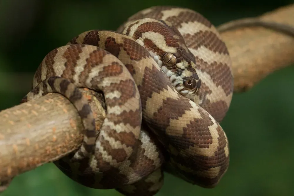 Carpet/Diamond Python coiled around a branch