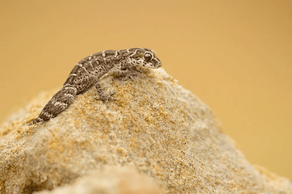 viper gecko