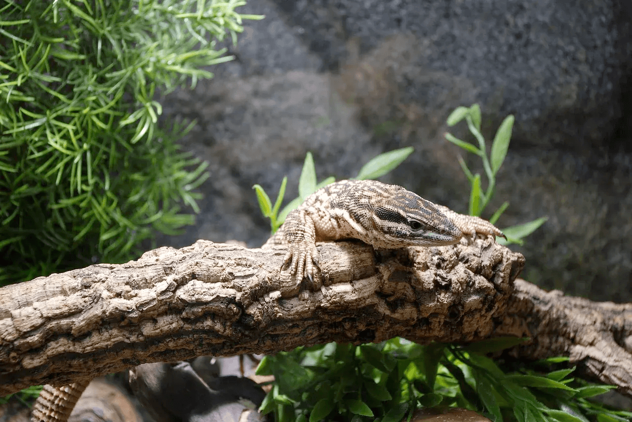ackie monitor basking on branch