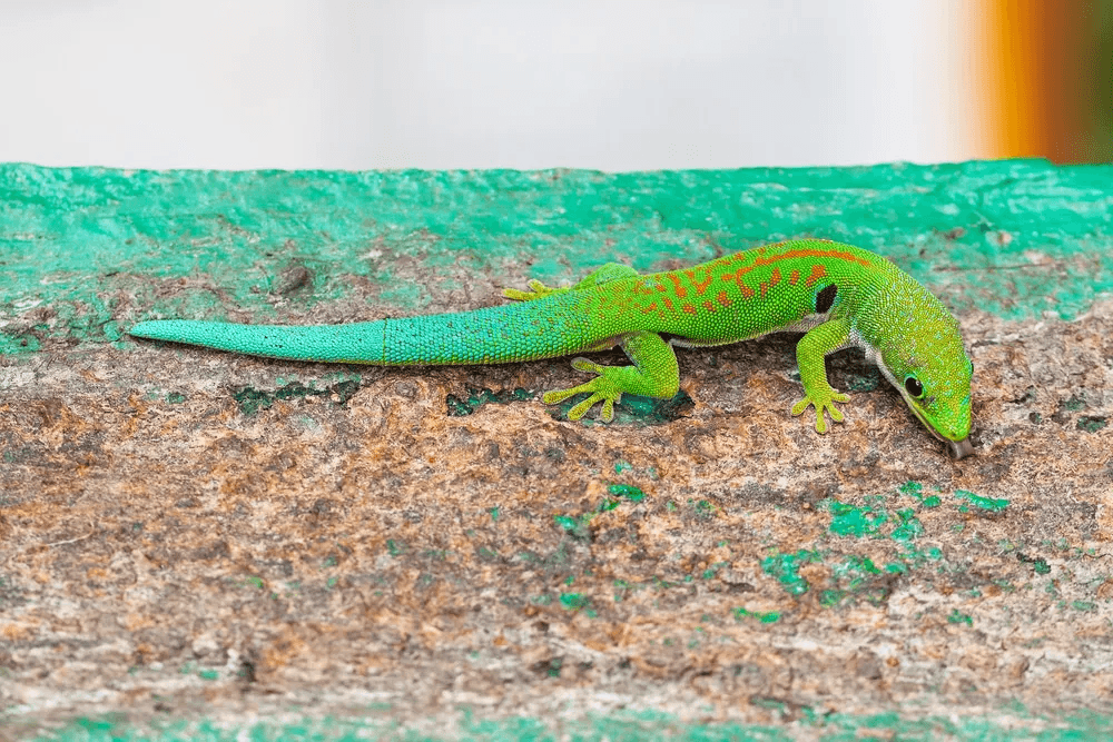 peacock day gecko