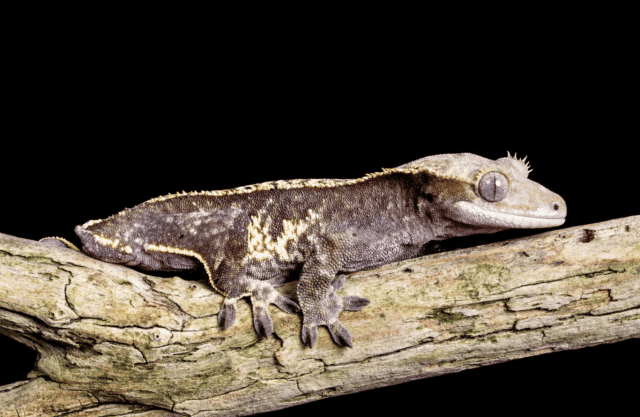 Diurnal vs. Nocturnal Reptiles: Which is the Better Fit for You?