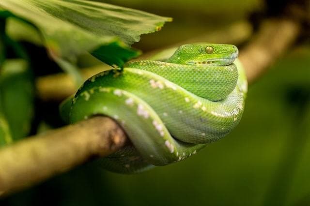 Bioactive Vivarium Maintenance 101 — Yes, They Do Require Maintenance!
