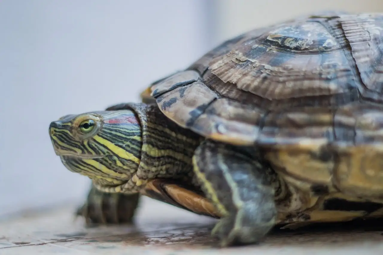 Shedding turtle