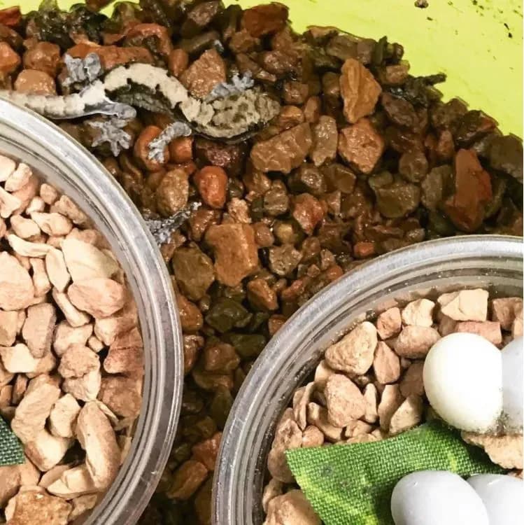 Mourning Gecko eggs and hatchling
