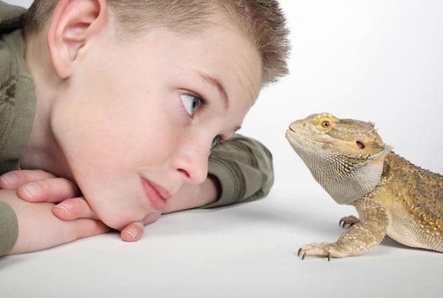 new reptile keeper looking at bearded dragon