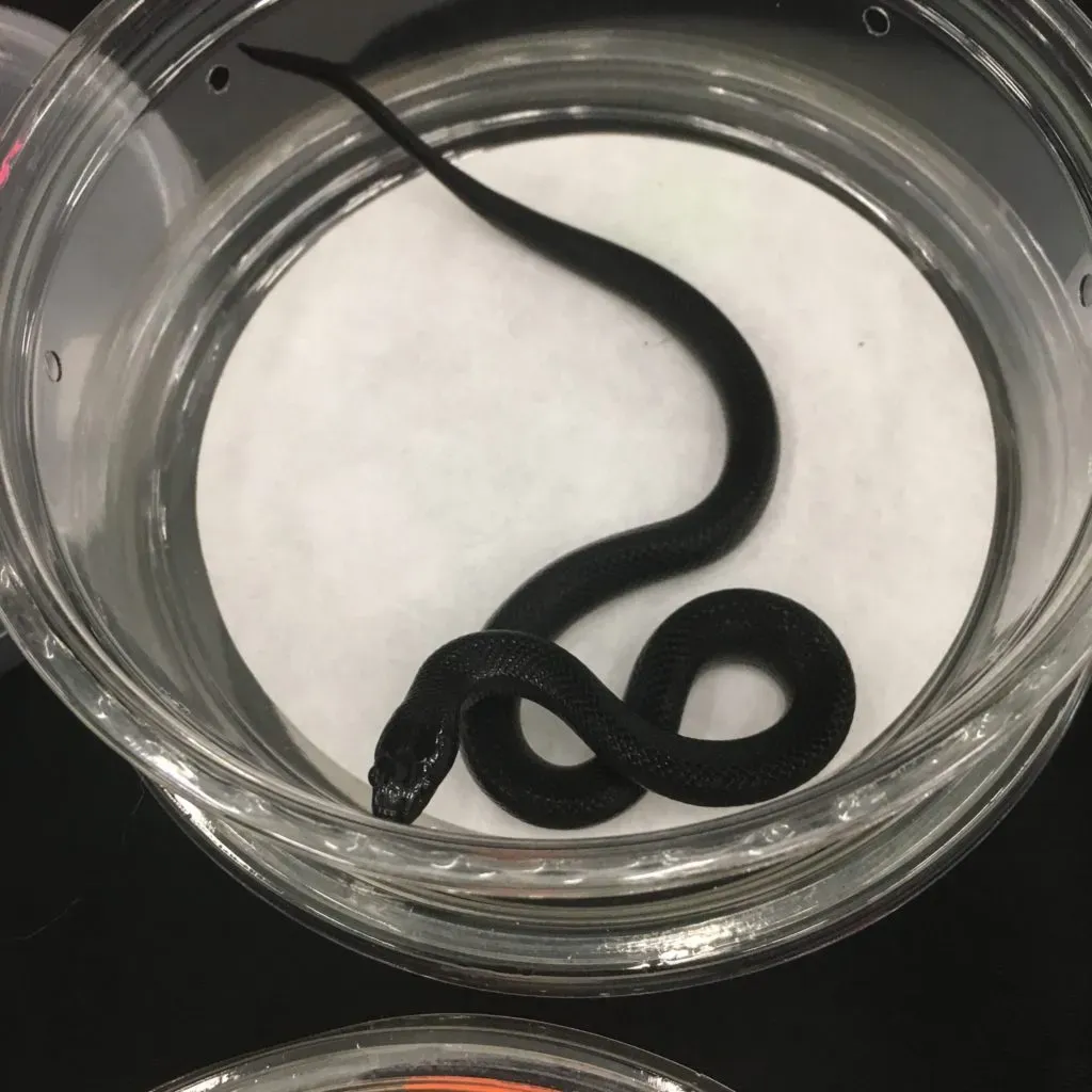 completely black melanistic morph Leonis