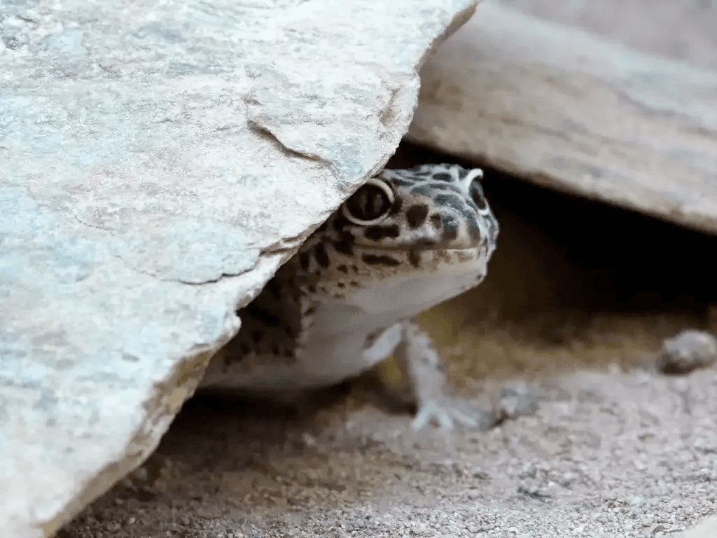 leopard gecko under rock