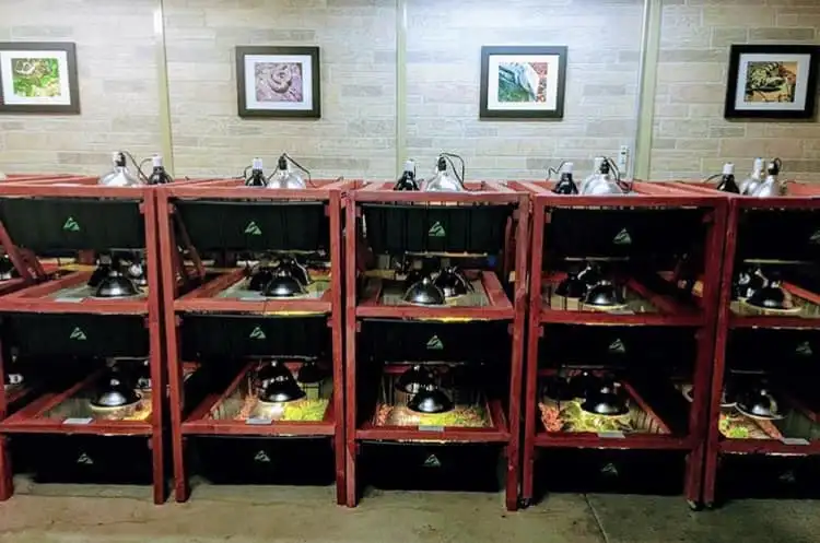 breeder rack system