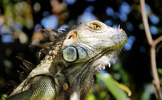 What Reptile Keepers Need to Know About Reptile Eyesight & Why It Matters