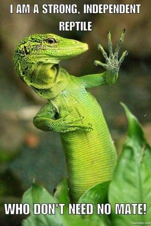 Birds, Bees & Beardies: Let’s Talk Responsible Reptile Breeding
