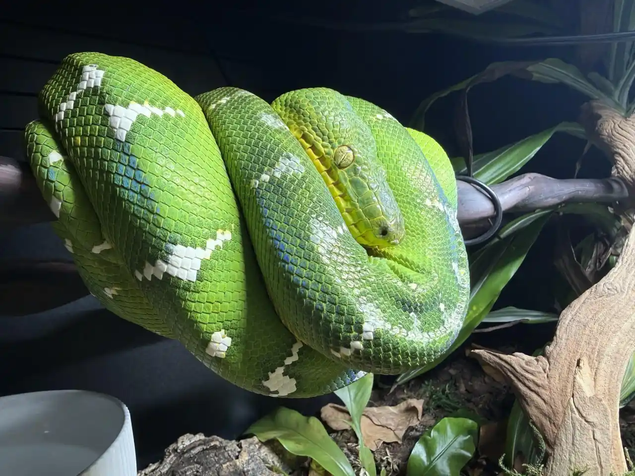 Northern Emerald Tree Boa on a branch in enclosure