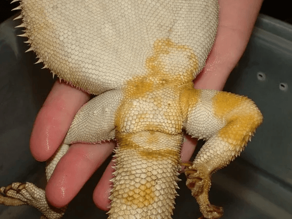 bearded dragon underside with yellow fungus