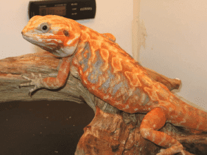 Ethics of Breeding Silkback (“Silkie”) Bearded Dragons