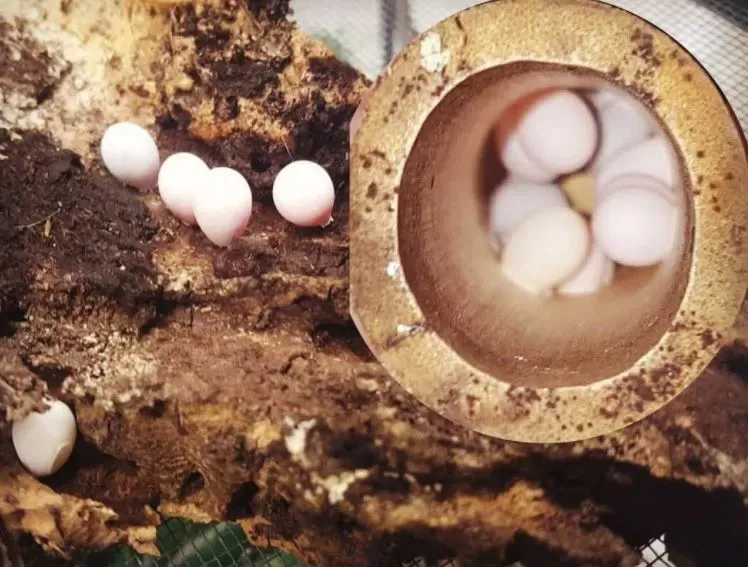 Mourning Gecko eggs