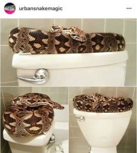 How to Snake-Proof Your House