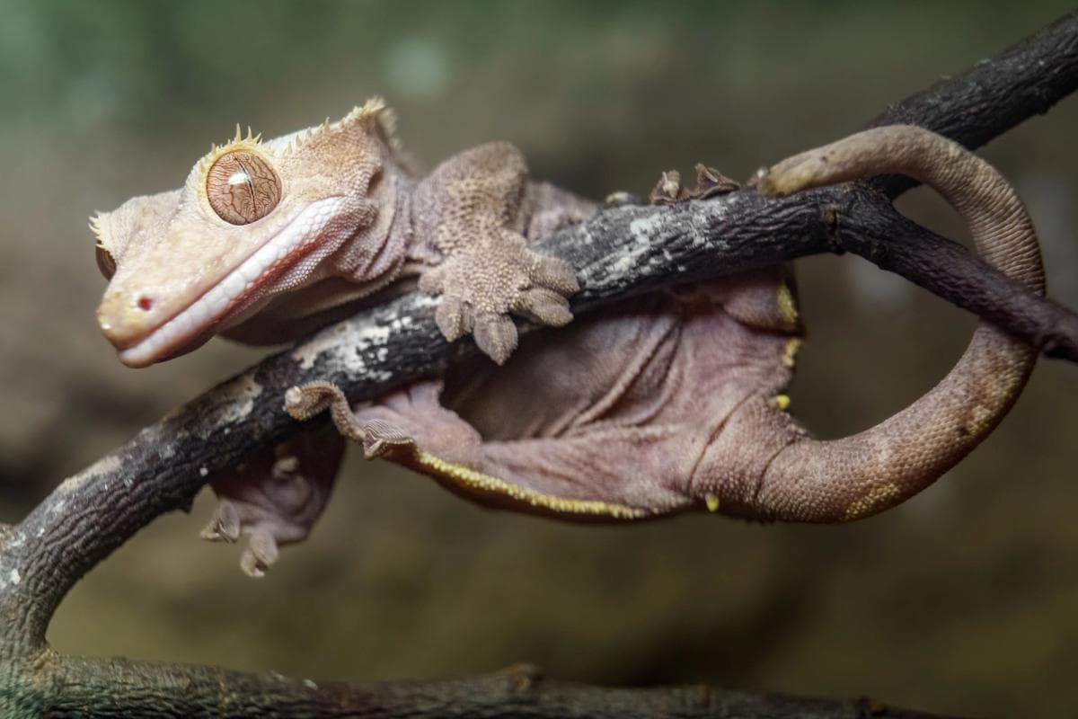 Crested Gecko hanging on a branch