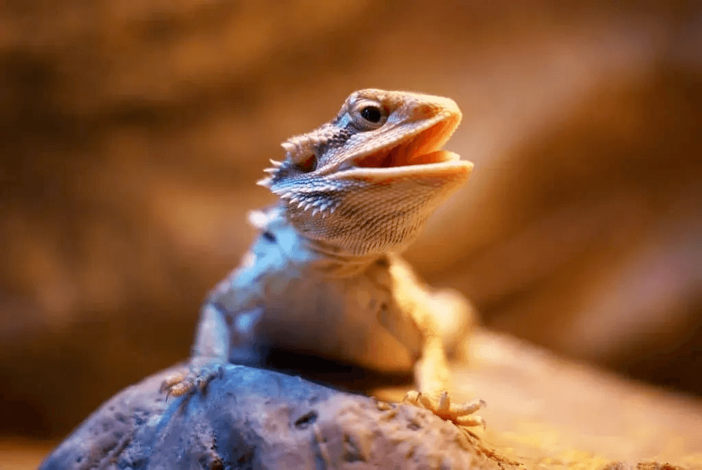 basking gape