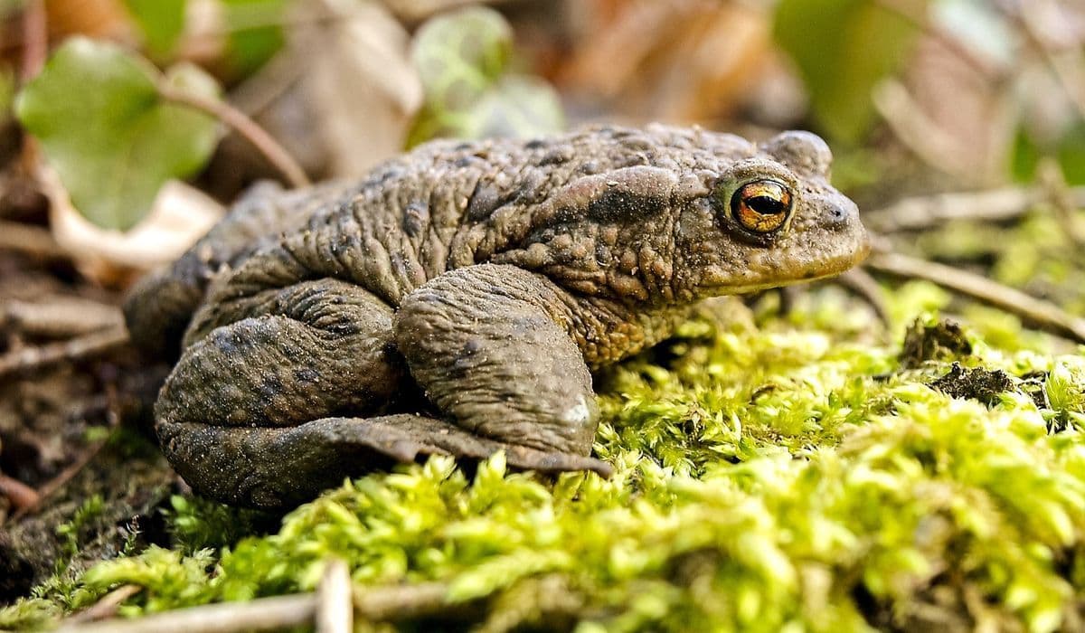 Toad on moss in the wild