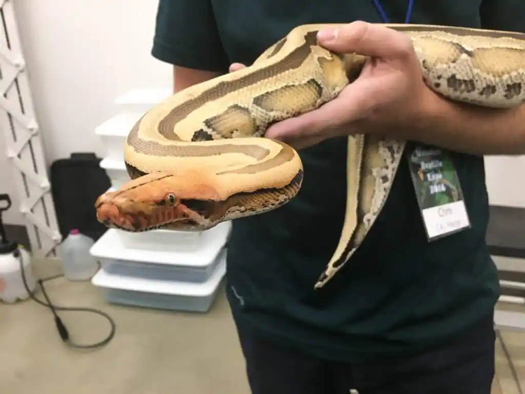 Whitewall ocelot morph Borneo short-tailed python