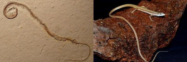 Legless Lizards vs. Snakes
