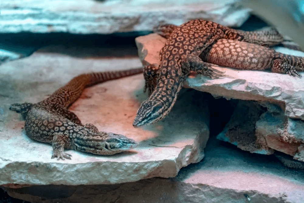 two ackie monitors basking on rocks