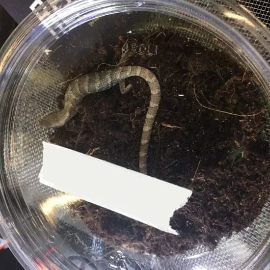 Juvenile Texas alligator lizard