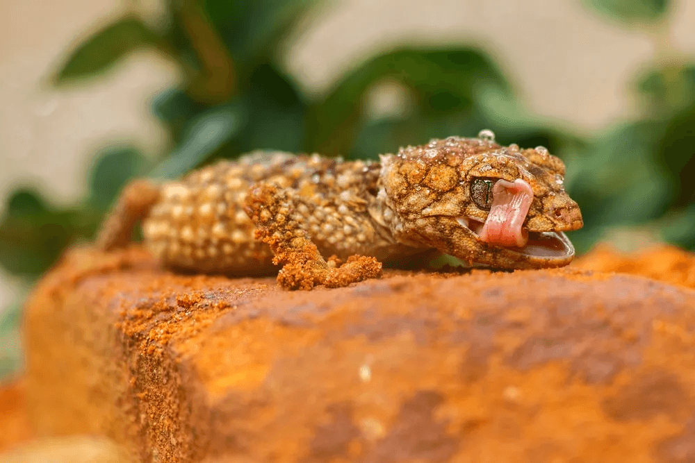 knob-tailed gecko