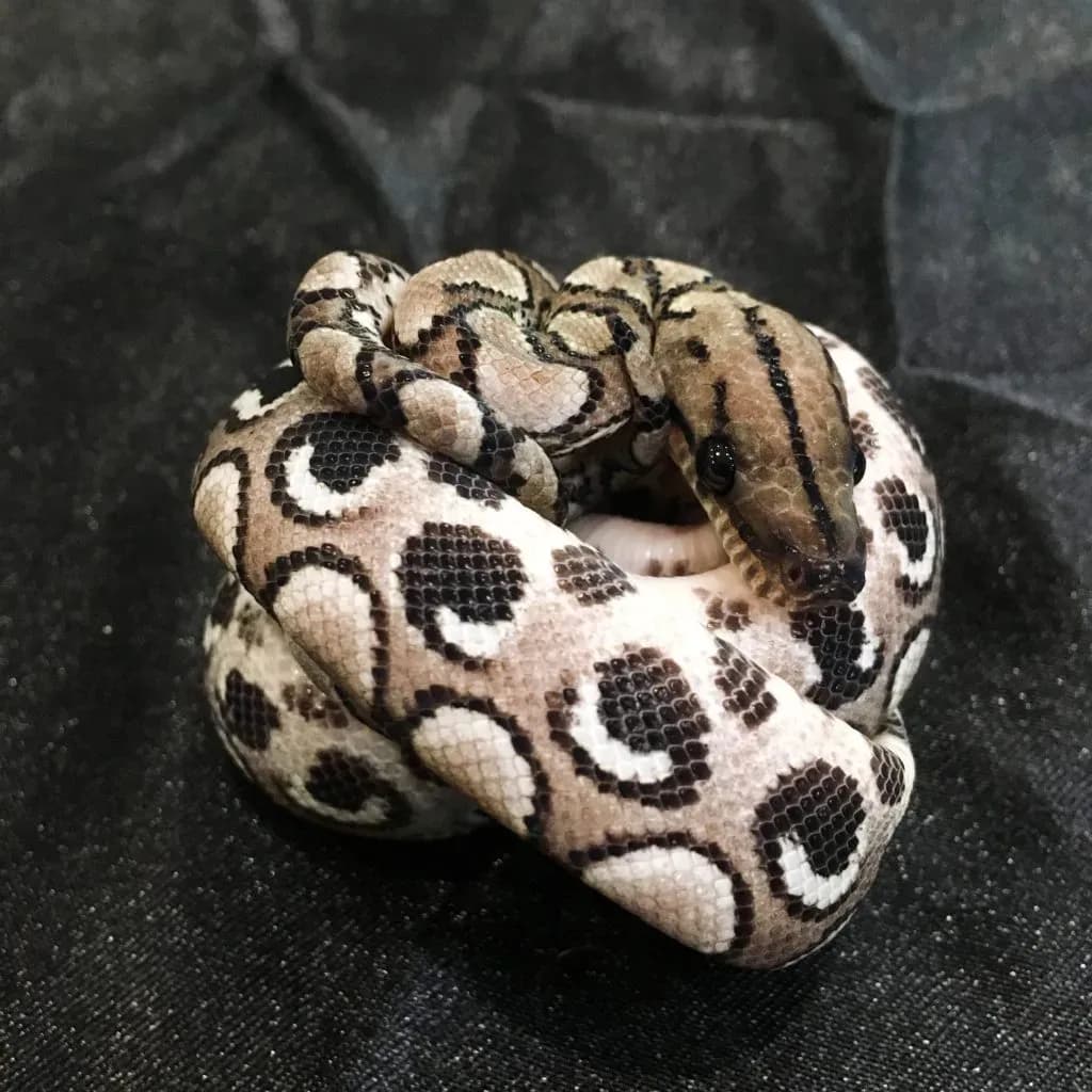Anery morph Brazilian rainbow boa