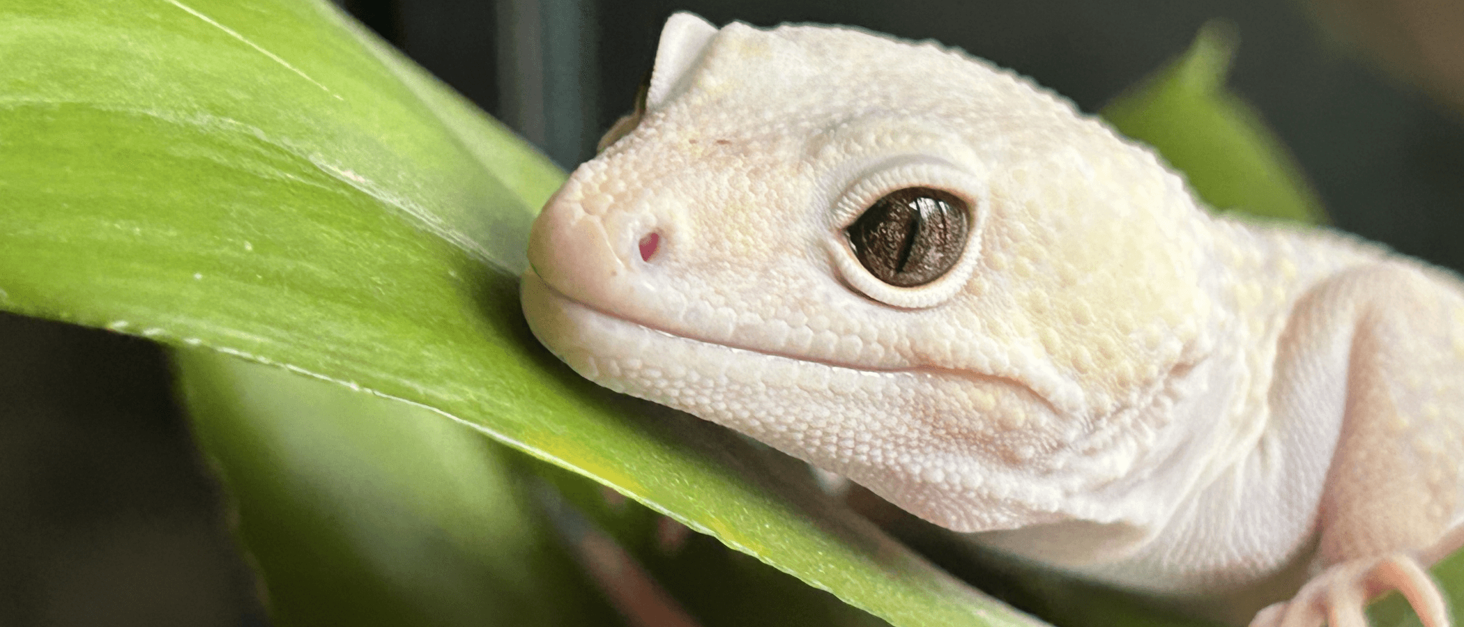 Leopard gecko on a leaf.