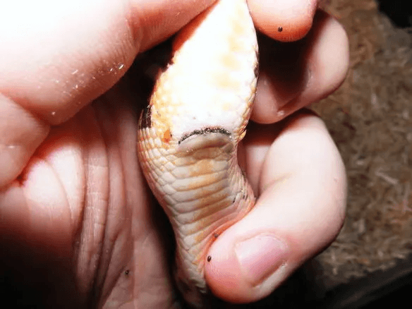 ball python with mites