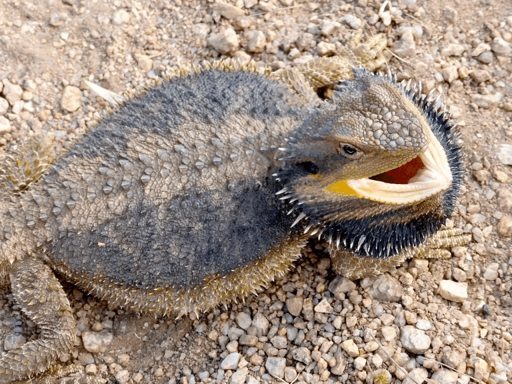 beardie showing black beard