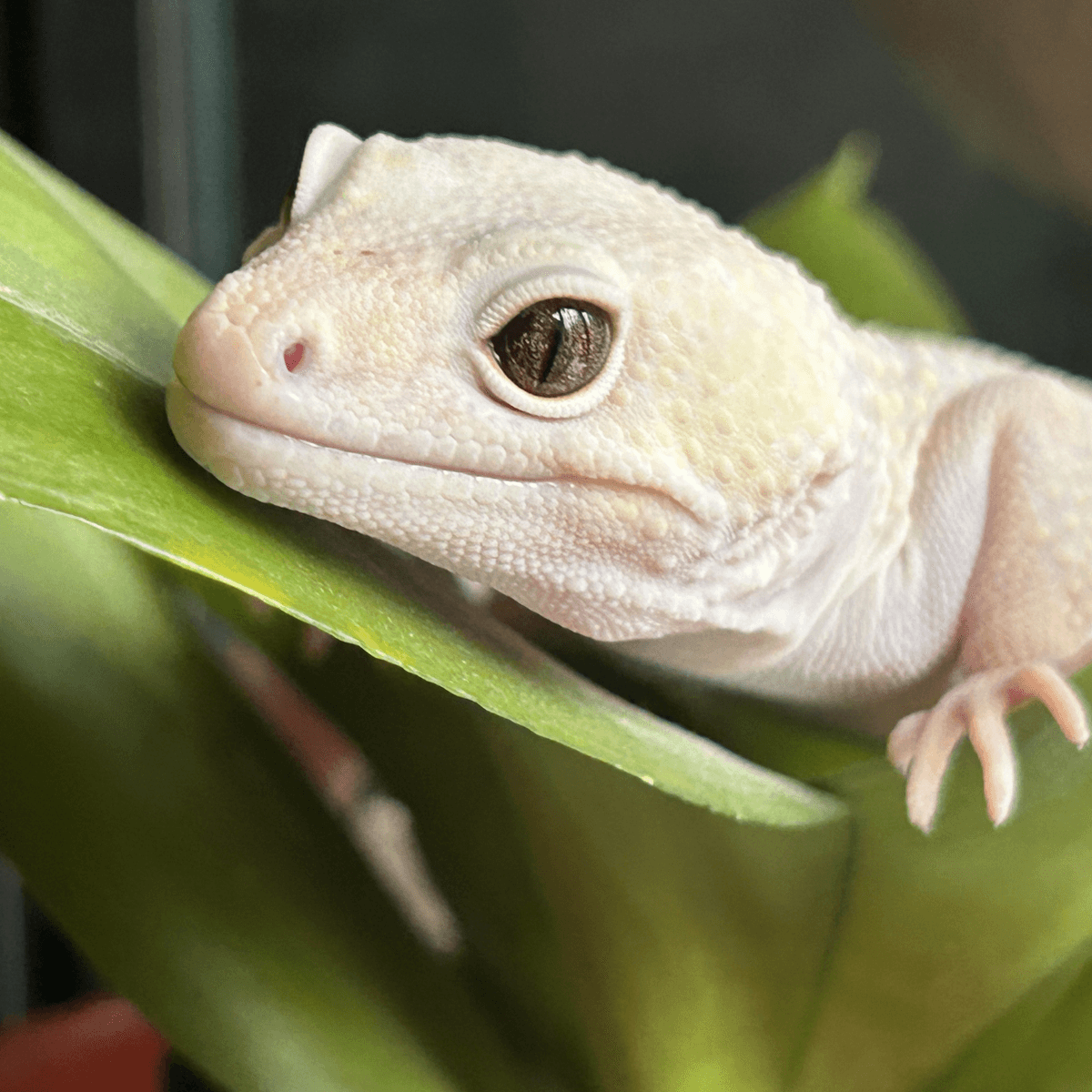 Leopard gecko on a leaf.