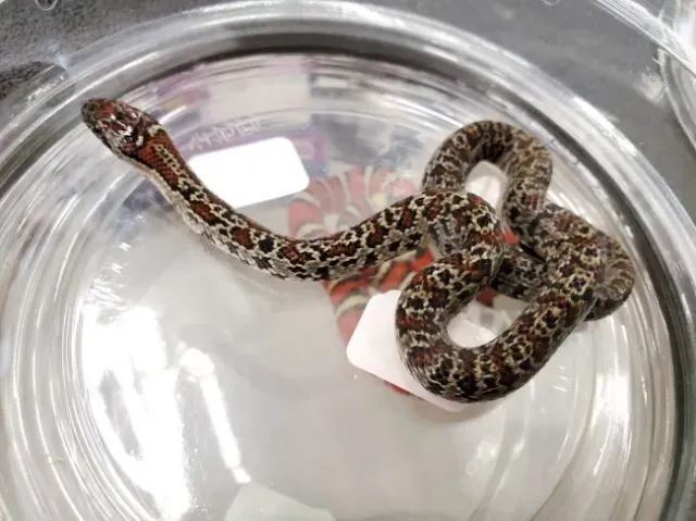 Mex Mex kingsnake with a side of extra pattern