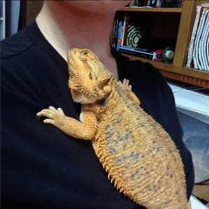 What Not to Say to Reptile People