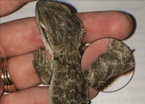 young bearded dragon with gout