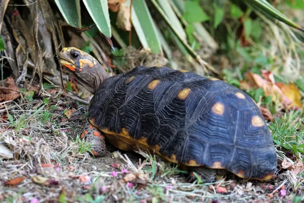 Red-Footed Tortoise on grass