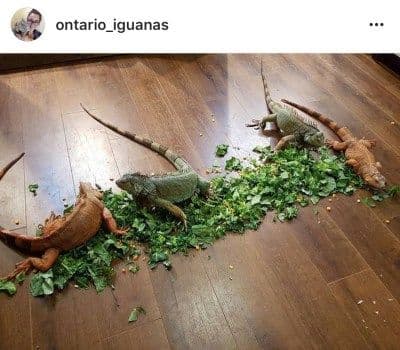 What Pet Iguana Keepers Want You to Know