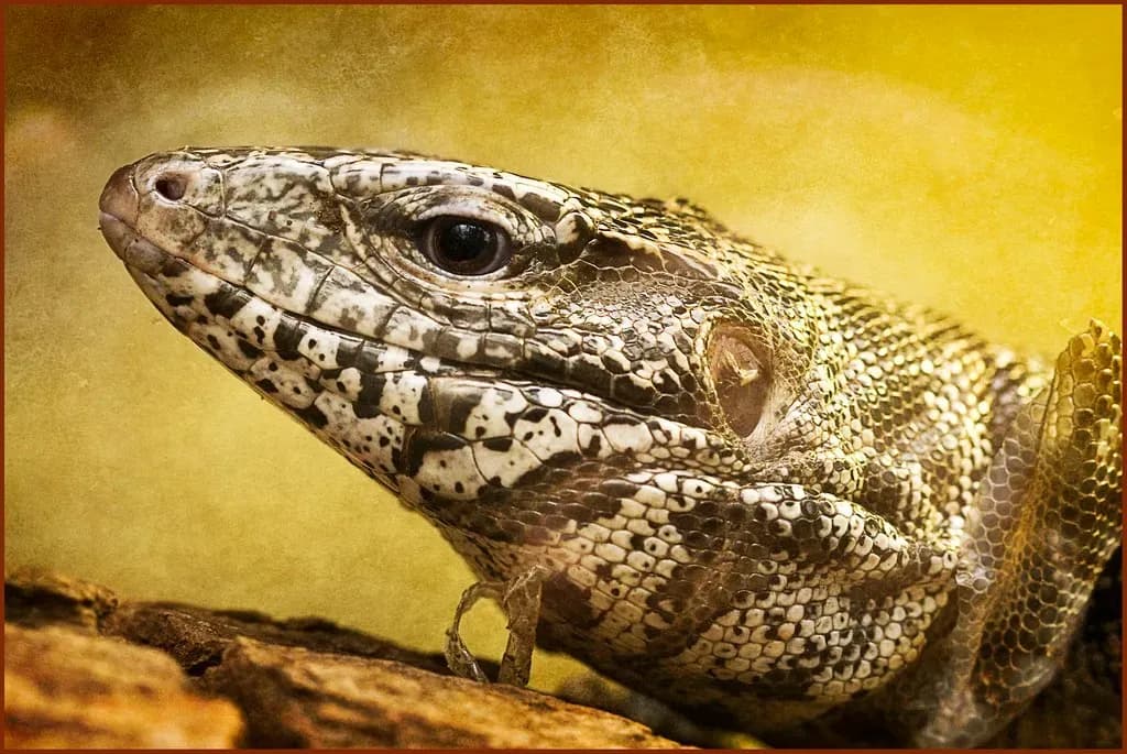 Shedding tegu