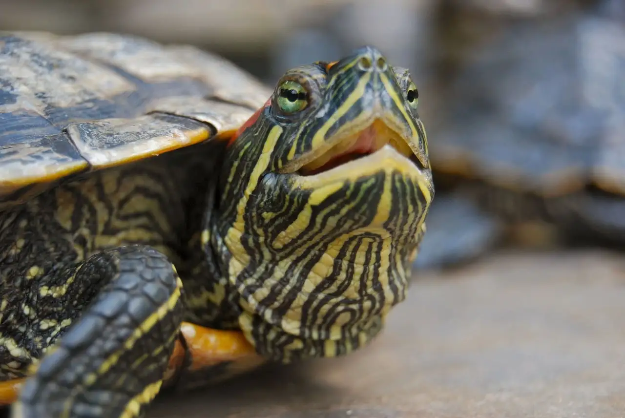 Red-Eared Slider