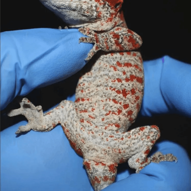 female gargoyle gecko underbelly