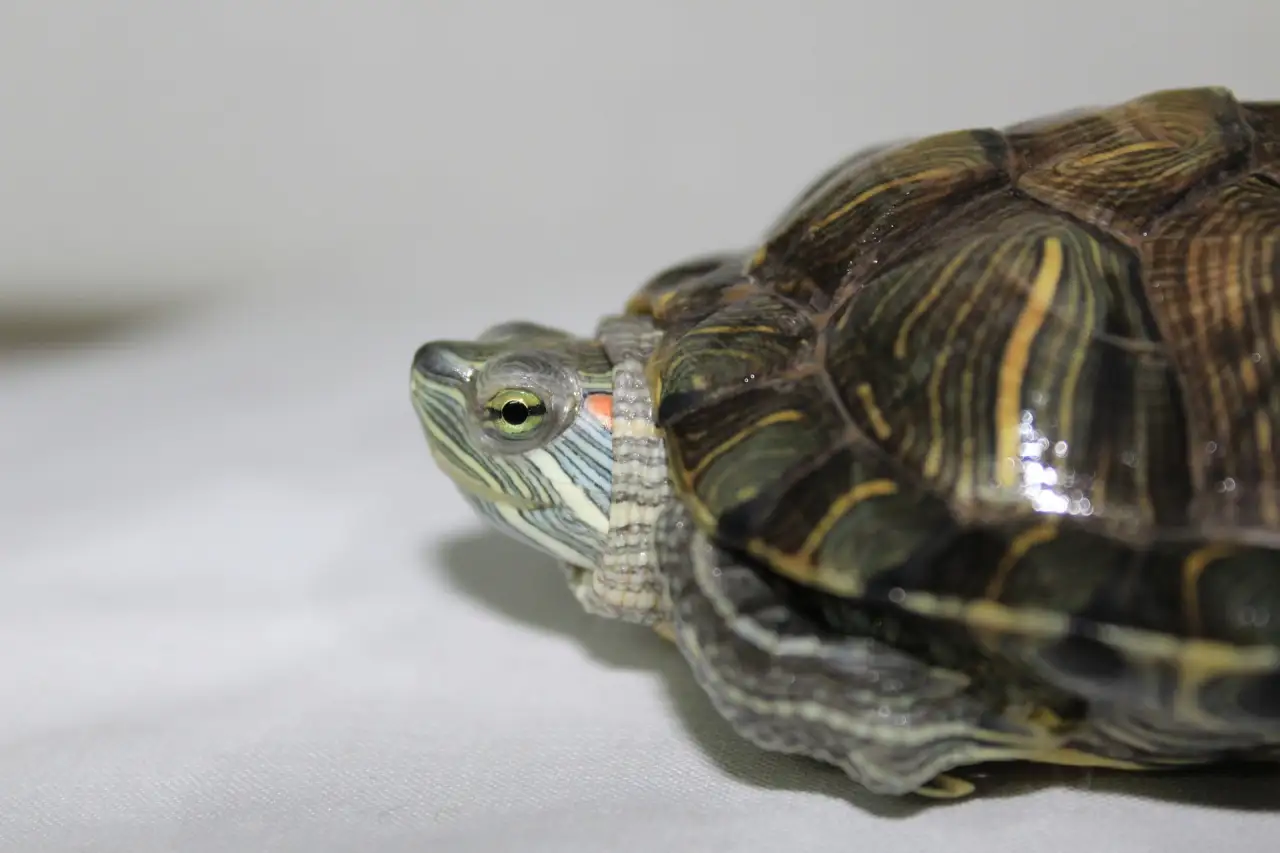 Turtle shell showing pyramiding